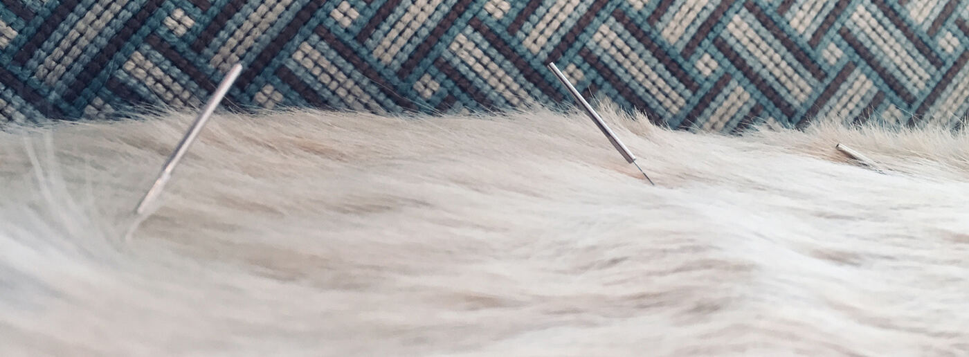 Does Acupuncture Really Work for Dogs? A Vet's Honest Answer