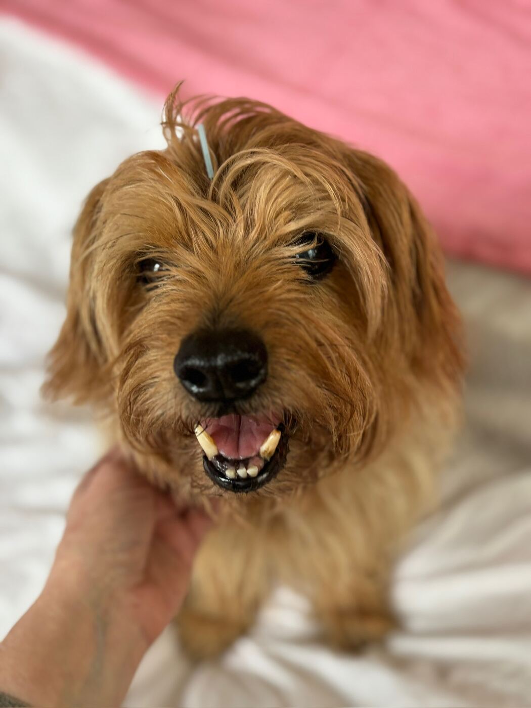 What to Expect at Your Pet's First Acupuncture Session